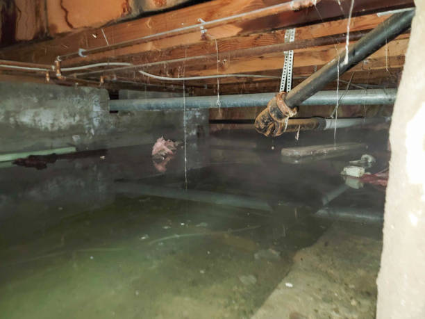Best Water damage cleanup near me  in Saegertown, PA