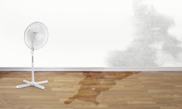 Best Water damage cleanup near me  in Saegertown, PA